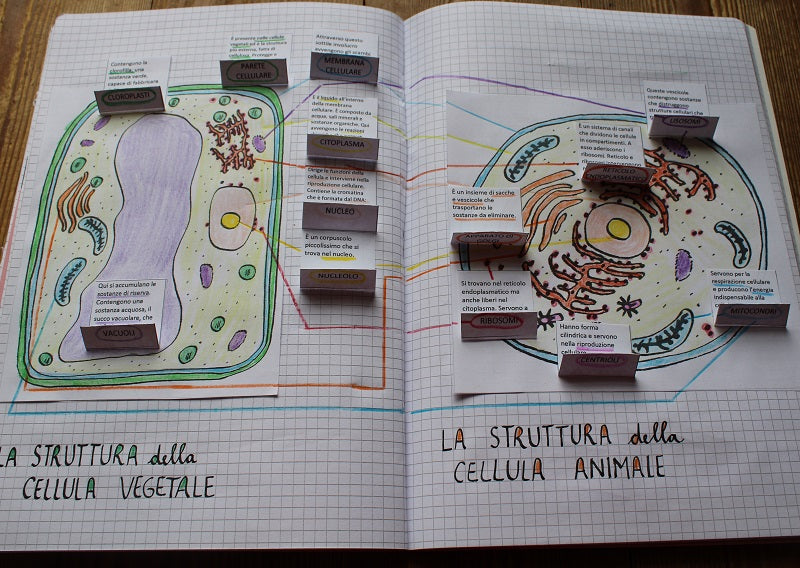 Corso di Scienze 1 Media. Un anno in un mese. Formato Pdf.