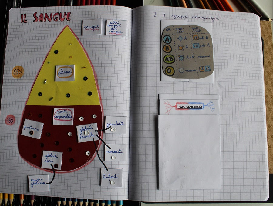 Corso di Scienze 2 Media. Un anno in un mese. Formato Pdf.