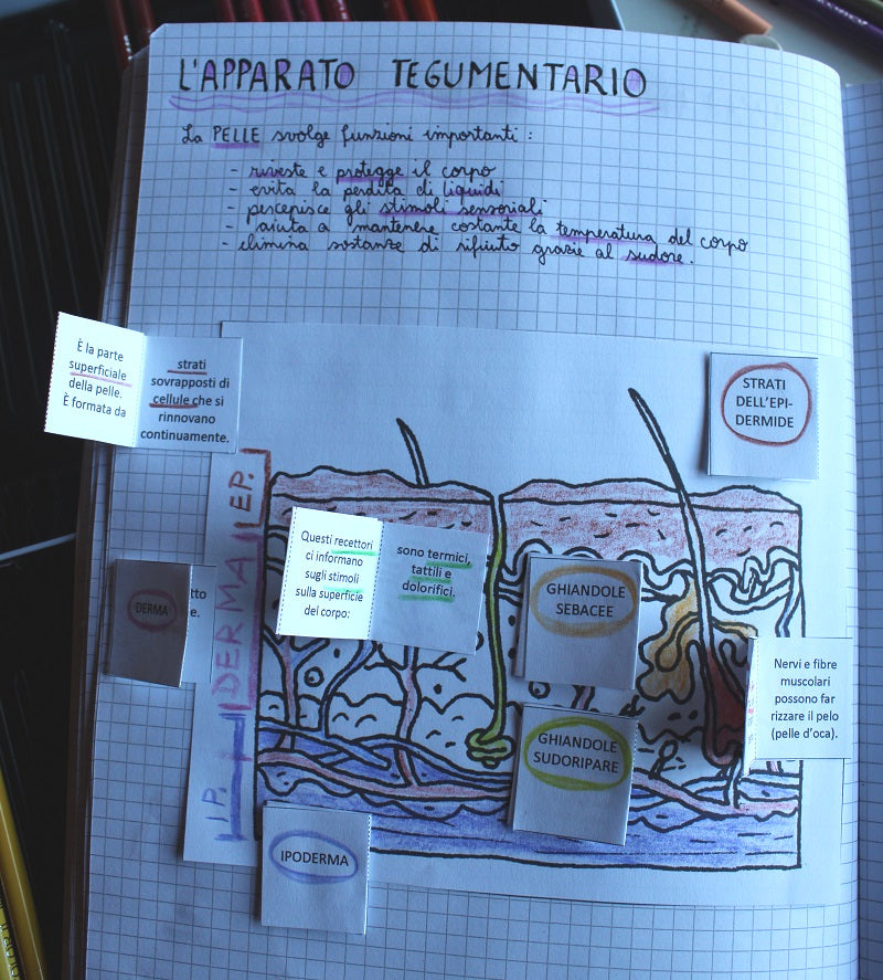 Corso di Scienze 2 Media. Un anno in un mese. Formato Pdf.