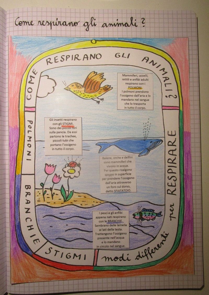 Corso di Scienze 3 Elementare. Un anno in un mese. Formato Pdf.