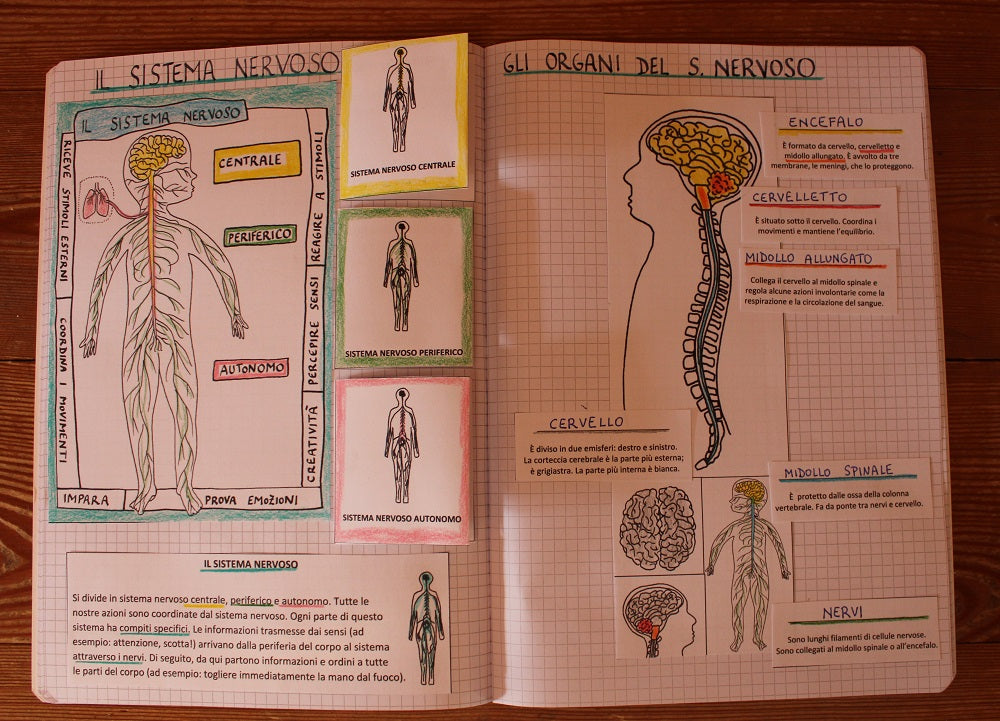 Corso di Scienze 5 Elementare. Un anno in un mese. Formato Pdf.
