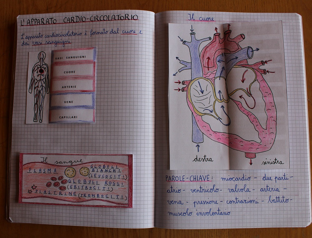 Corso di Scienze 5 Elementare. Un anno in un mese. Formato Pdf.