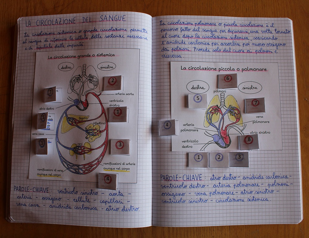 Corso di Scienze 5 Elementare. Un anno in un mese. Formato Pdf.