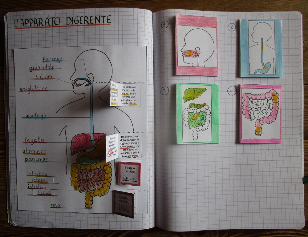 Corso di Scienze 5 Elementare. Un anno in un mese. Formato Pdf.