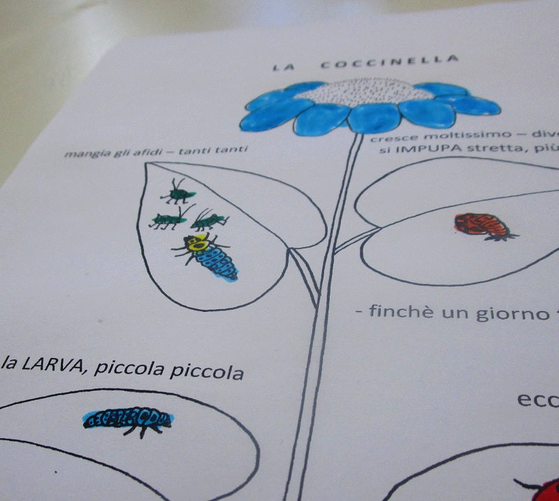 FUNLAB “Le Coccinelle” giochi e materiali didattici multilingua. Formato pdf, età 5-9.